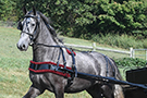 Draft Horse Carriage Harness