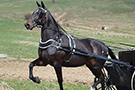 Standard Horse Driving Harness