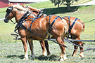 Yankee Harness