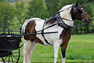 Large Pony Harness