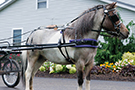 Pony Harness