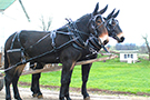 Mule Harness