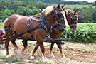 Strap Farm Horse Harness