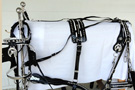 Spotted Trimmed In White Draft Horse Harness